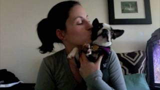 Millie the Boston Terriers First Year [upl. by Aufa564]