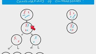 A2 Biology  Independent Assortment [upl. by Rosalind]