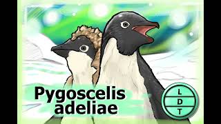 Episode 145 – Adelie Penguin A Formal Feathered Friend [upl. by Arracahs75]