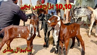 Sahiwal Mandi Update 1010 hazar mei bacche sale  BAHAWAL SHER Bakra TV bahawalsherbakratv goat [upl. by Baillieu]