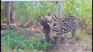 Ocelot vs Coati  Osa Conservation [upl. by Costello145]