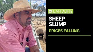 Sheep producers facing tough decisions  Landline  ABC News [upl. by Ramuk761]