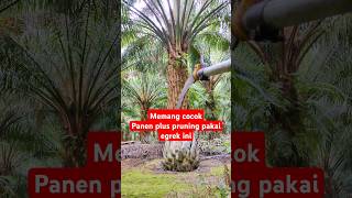 Panen sawit sekaligus pruning pakai egrek SBL MASTER PRO egrek egreksawit sblmasterpro [upl. by Acinnor]