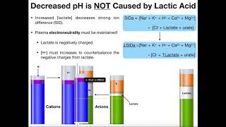 What is Lactate and Lactic Acid [upl. by Brower]