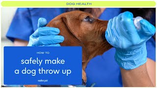 How to Safely Make a Dog Throw Up [upl. by Ireva]