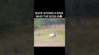 Buck shows a ram who the boss is deer ram wildlife fyp [upl. by Eelinnej]