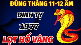 THẦY TỬ VI CHỈ RÕ ĐÚNG TRONG THÁNG 11 VÀ 12 ÂM TUỔI ĐINH TỴ SINH 1977 ĐÀO TRÚNG MỎ VÀNG CỰC GIÀU [upl. by Yma]