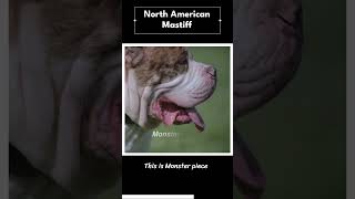 NORTH AMERICAN MASTIFF [upl. by Aiz]