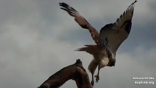 Augur buzzard Buteo augur at African River Wildlife  mpalaliveorg  exploreorg [upl. by Nilerual]