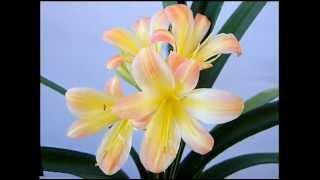 My Clivia Collection 1 [upl. by Purpura214]