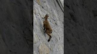 GravityDefying Mountain Goats Secrets of Their Incredible Climbing Skills [upl. by Merralee]