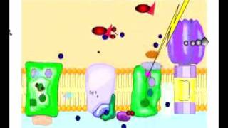 Noncyclic Photophosphorylation [upl. by Leroi]