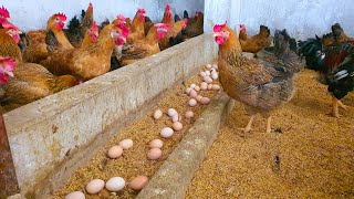 How To Treat Intestinal Diseases amp Supplement Tonics For Laying Hens [upl. by Rehm23]