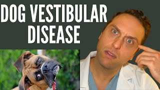 Veterinarian Explains  Vestibular Disease [upl. by Faria]