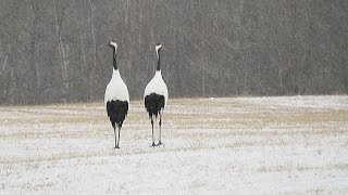 Tsurui Ito Tancho  Crane Sanctuary  Hokkaido [upl. by Cissie47]