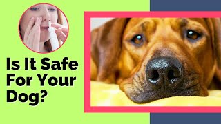 Is Human Nasal Spray Safe For Dogs Nasal Health for Dogs [upl. by Delogu]