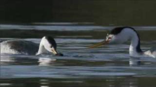 Life  Clarks Grebe The Courtship Dance  BBC One [upl. by Waverly]