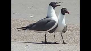 LAUGHING GULLS [upl. by Arawaj]