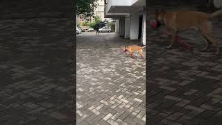 Recalldoglover dogshorts dogtrainer dogtraining dogtrainingtips dogs dogtrainingtipmalinois [upl. by Notsecnirp]