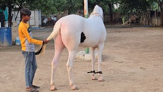 Rupal stud farm सोनु For sell mo9724588670 [upl. by Amapuna819]