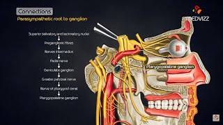 Pterygopalatine ganglion  Head and neck animated gross anatomy [upl. by Nnaillij]