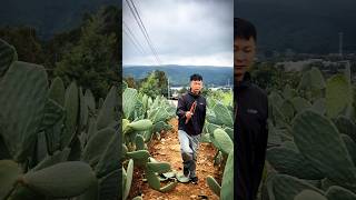 Cactus Pruning Techniques For High Yield Fruits farming agriculture satisfying [upl. by Ellennod]