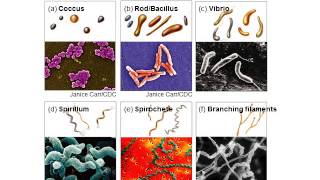 BI280 Chapter 4 Survey of Prokaryotic Cells  Part 2 of 3 [upl. by Enuj]