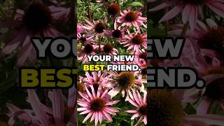 3 Benefits of Echinacea 🌿 EchinaceaBenefits NaturalHealing HerbalRemedies SkinHealth [upl. by Roi]