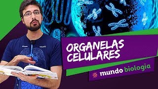 🔬 Citologia 27 Organelas Celulares  Biologia  ENEM [upl. by Roxie]