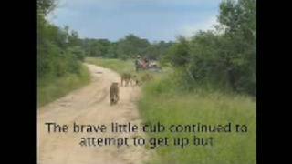 Battle at Sabi Sands Game Reserve [upl. by Kirchner]