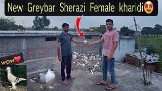 Greyabar Shirazi Female Khareedi 😍 Bluebar Male Ke Liye 🕊️ [upl. by Kalil]