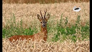 Roebuck hunting in July 2021 [upl. by Sihun]