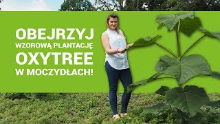 Przekonaj się jak szybko rośnie Oxytree Zobacz polską plantację drzew tlenowych [upl. by Inalaek]