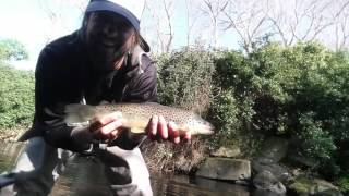 Trout in the Dodder Dublin [upl. by Seigler]