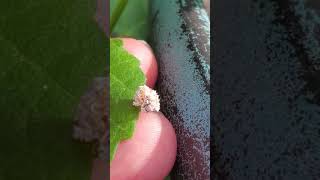 Backyard bug hunt  lacewing larvae camouflage [upl. by Victorie]