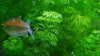 Pflanzen in meinem Aquarium  Cryptocoryne  Cabomba  Vallisneria [upl. by Sinegold]