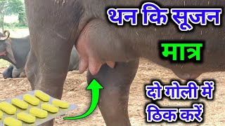 बिना इंजेक्शन के थन की सूजन ठीक करें  mastitis treatment in Buffalo [upl. by Nylsor]