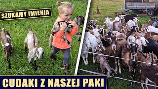 Cudaki z naszej paki [upl. by Haymes]