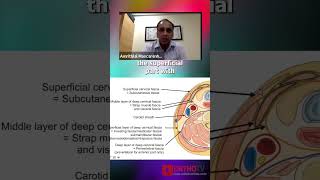 Anterior Approach for Cervical Spine  Dr Amrithlal Macarenhas [upl. by Oj269]