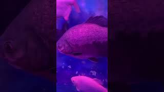 Piranha fish 🐟 piranha piranhafish monsterfish marinefishtank ytshorts shorts shortvideo [upl. by Alistair]