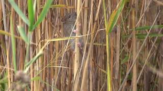 Wanderratte  Brown Rat  Rattus norvegicus [upl. by Jephum]