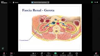 Anatomía y fisiología renal  Nefrología  sem 12 [upl. by Atinat]