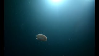 Drift dive for scallops off White Nothe Dorset [upl. by Lareneg]