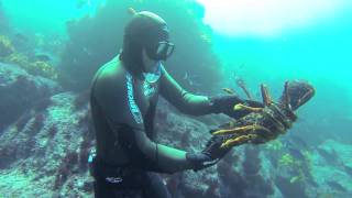 Free diving for crayfish in New Zealand [upl. by Ahsimac]