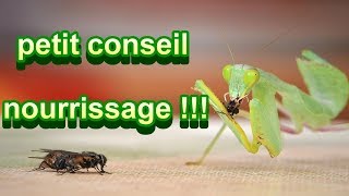 Tuto  Petit conseil nourrissage mante [upl. by Shaefer]