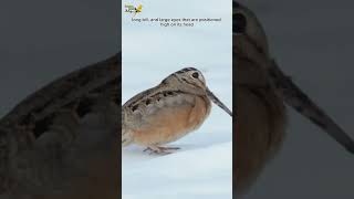 American Woodcock Dance Moves  birdlife beautifulanimals cutebirds [upl. by Palma160]