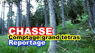 CHASSE  Comptage du grand tétras au chien darrêt [upl. by Siseneg]