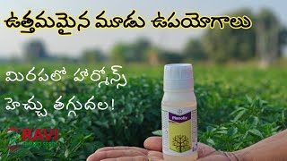 మిరపలో పూత కాత కొరకు Bayer​ Planofix  Planofix Telugu  Plant Growth Reulator  Parusavedi [upl. by Ellord]