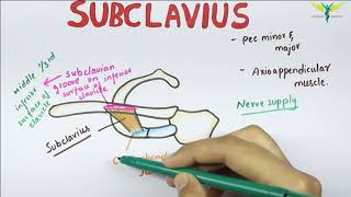 Subclavius  Muscle  Origin  Insertion  Nerve supply  Anatomy [upl. by Henghold]