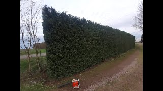 Taille haie de cyprésJardiscine Paysagiste en Vendée Pays de Loire 85st pexine [upl. by Netsirhk]